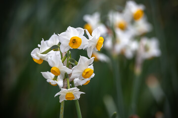 水仙の花　初春イメージ
