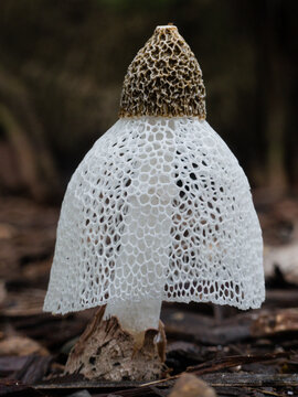 Bridal Veil (Phallus indusiatus) fungi.