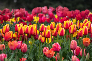 チューリップの花　春のイメージ