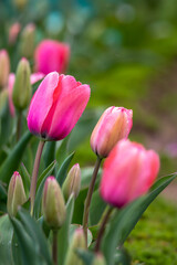 チューリップの花　春のイメージ