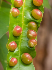 Plant galls growing on leaf of tree.