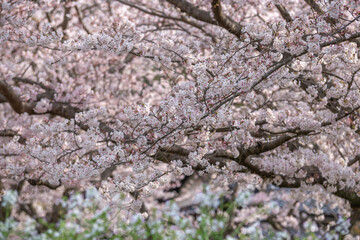 桜のアーチ　春のイメージ