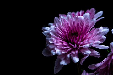 Pink Chrysanthemum