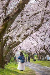 桜のアーチ　春のイメージ