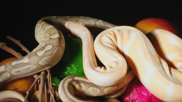 Video of exotic fruits and crawling pythons