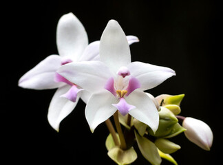 Fototapeta na wymiar Purple Ground Orchid (Spathoglottis plicata)
