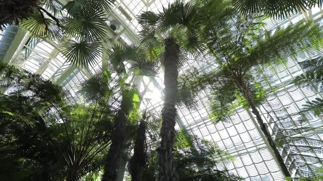 Palms in botanical garden ind sun rays wiev from below 4k slow motion