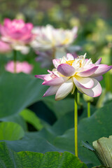 蓮の花　夏のイメージ