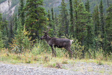 Young Deer on the side of the Alaska Highway in the Yukon  