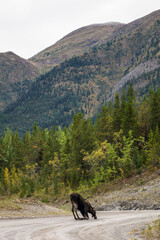 Moose Getting a drink on the side of the Alaska Highway