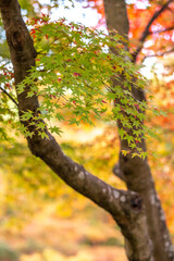 Fototapeta premium 紅葉 秋のイメージ