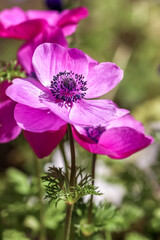 Fototapeta premium アネモネの花 春のイメージ