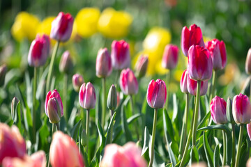チューリップの花　春のイメージ