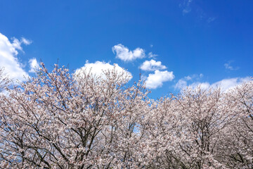 桜の花　春のイメージ