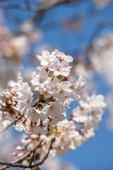 桜の花　春のイメージ
