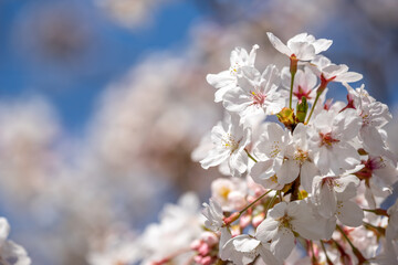 桜の花　春のイメージ