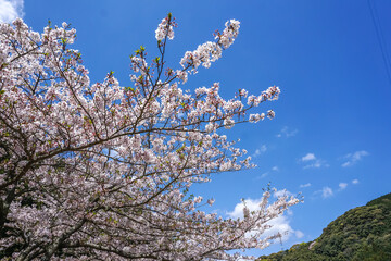 桜の花　春のイメージ