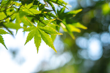 緑のモミジ　初夏のイメージ