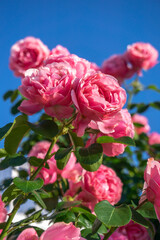 バラの花