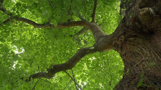 Leafy Tree Top Overhead In Breeze