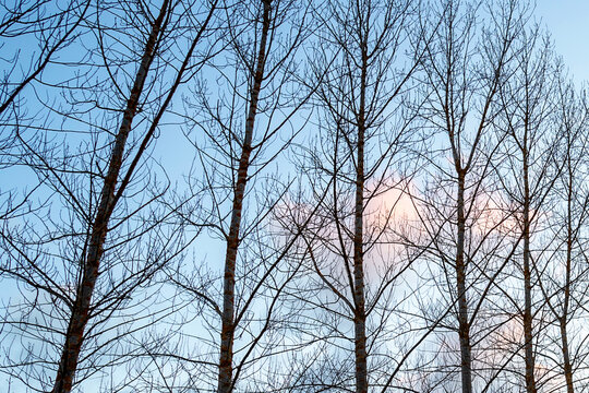 trees against blue sky with a pink cloud