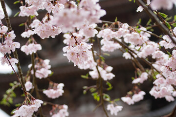 満開の桜