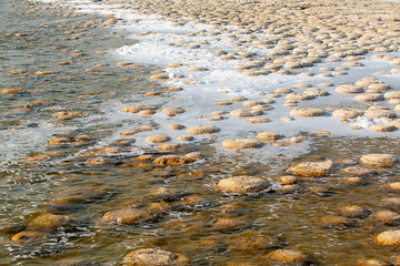 Thrombolites at Lake Clifton in Western Australia