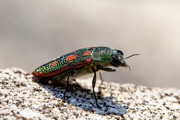 Jewel beetle from the genus stigmodera
