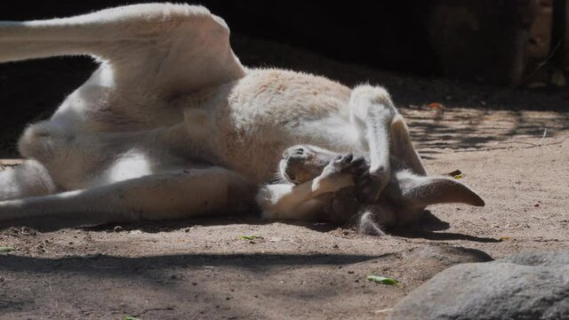 This video shows a tired wild kangaroo nodding off for a nap and covering it's eyes like a human.