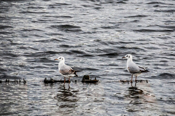 Seagulls