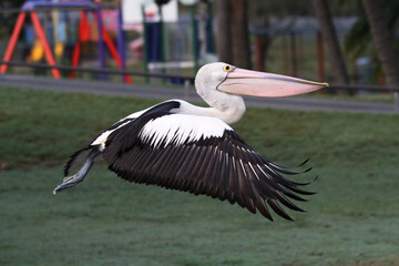 Pelican flying in a park