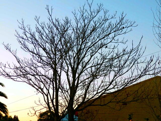 silhouette of a tree