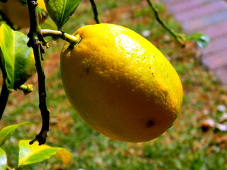lemons on tree