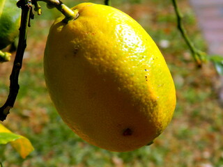 lemons on tree