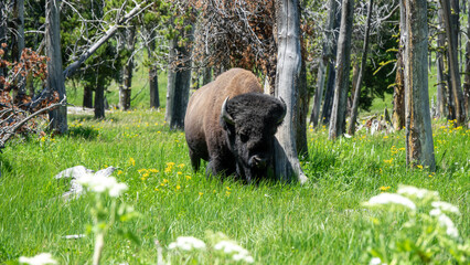 Closeup View of a Bison at Yellowstone, Wyoming, USA