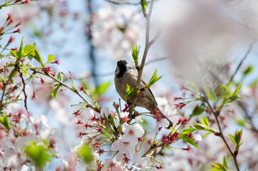 スズメとサクラ