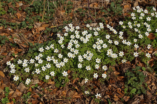 Buschwindr&ouml;schen (Anemone nemorosa) als einer der ersten Fr&uuml;hlingsboten im mitteleurop&auml;ischen Laubmischwald