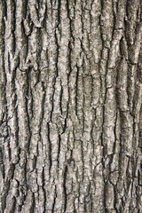 tree bark texture