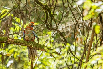 Shaggy Parrot