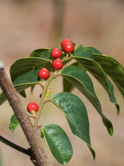 Fototapeta premium Breynia cernua fruits and leaves.