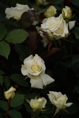Whit Flower of Rose 'Mme. Sachi' in Full Bloom

