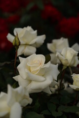 Whit Flower of Rose 'Mme. Sachi' in Full Bloom
