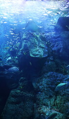 Fototapeta na wymiar 海底から見上げた水面