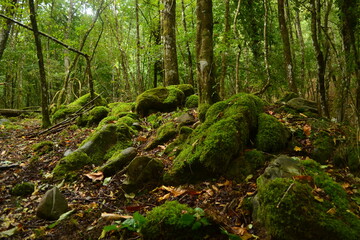 Naklejka premium Steinernde Zeiten& der Witterung im Walde
