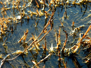 a bee on the yellow grass