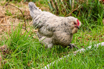 A cute young araucana pullet lifts her foot to step over a pipe in the way. Feelings of overcoming and getting over something.