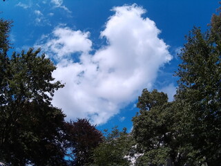 Bäumende Lichtungs Wolken