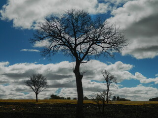 Fototapeta na wymiar lonely trees in the field