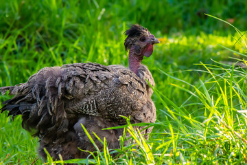 A beautiful black bantam naked neck hen in a grassy field in summer time.