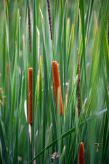 Closeup of cattails
